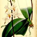 Image of Phalaenopsis equestris (Schauer) Rchb. fil.