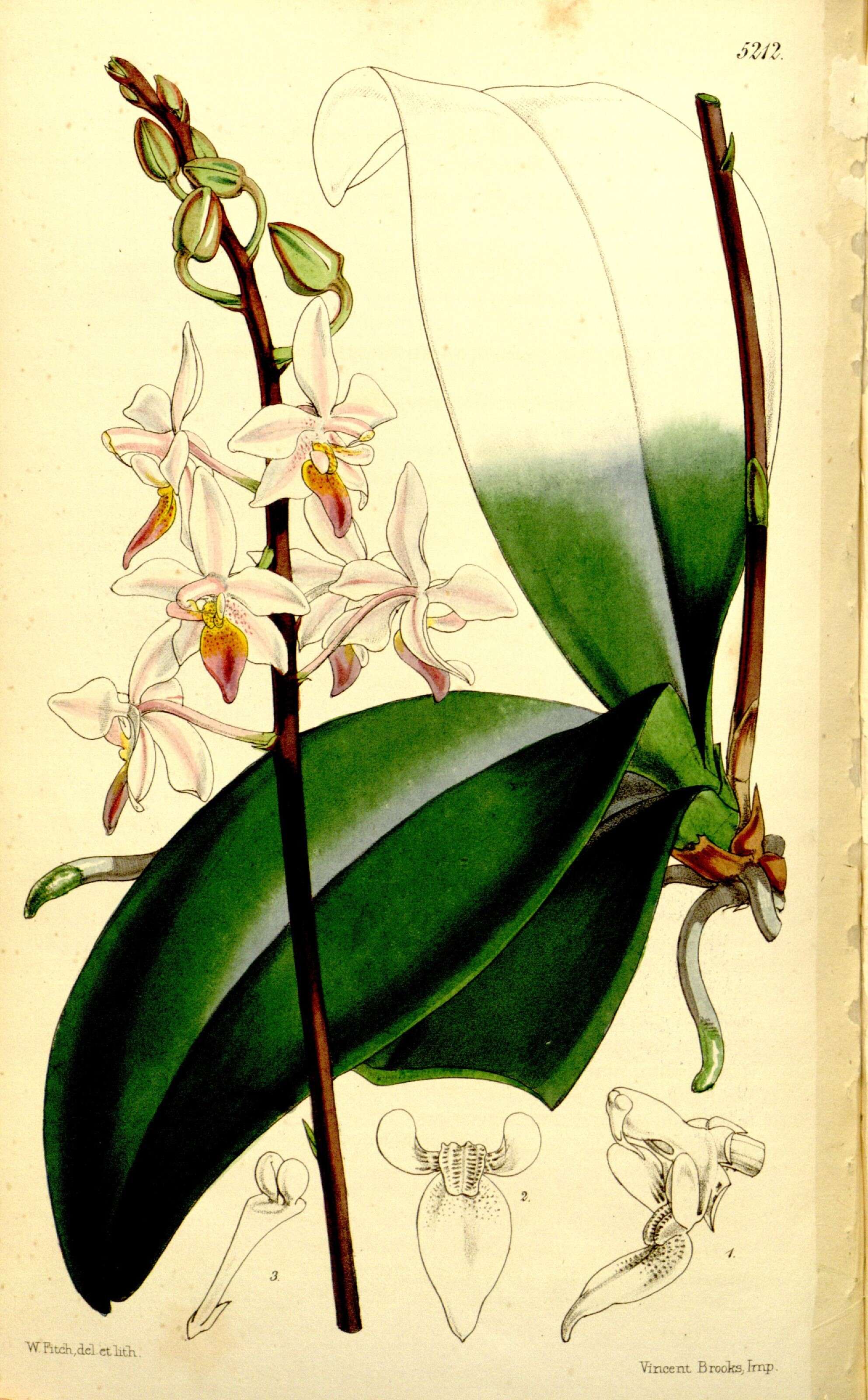 Image of Moth orchids