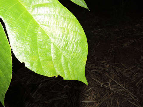 Image of Yagrumo Hembra, Trumpet-Tree