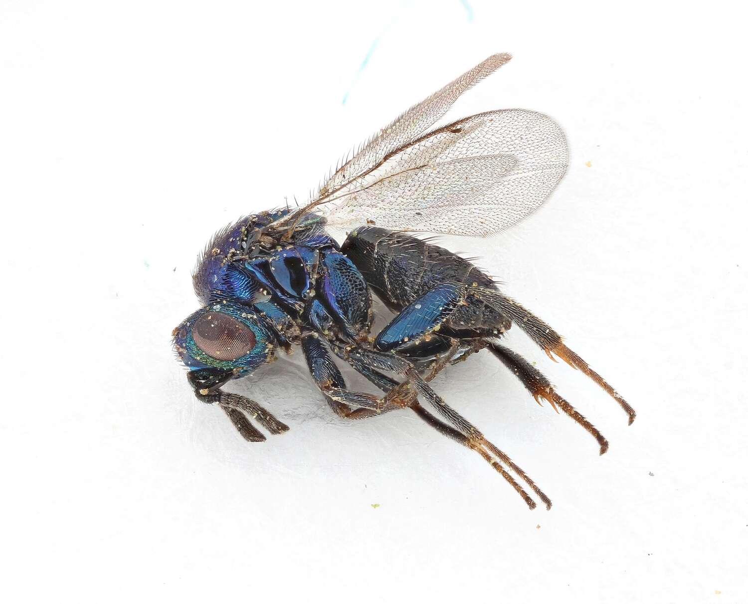 Image of ormyrid wasps