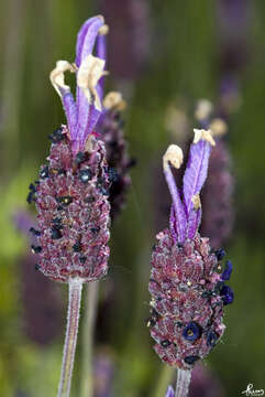 Слика од Lavandula pedunculata (Mill.) Cav.