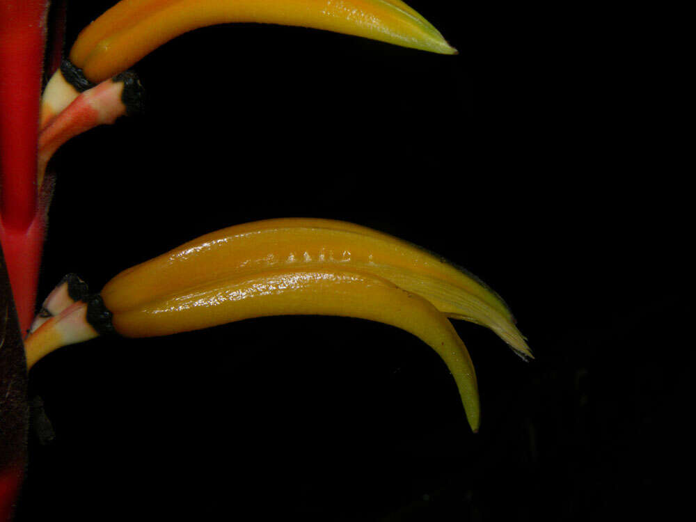 Image of Heliconia osaensis Cufod.