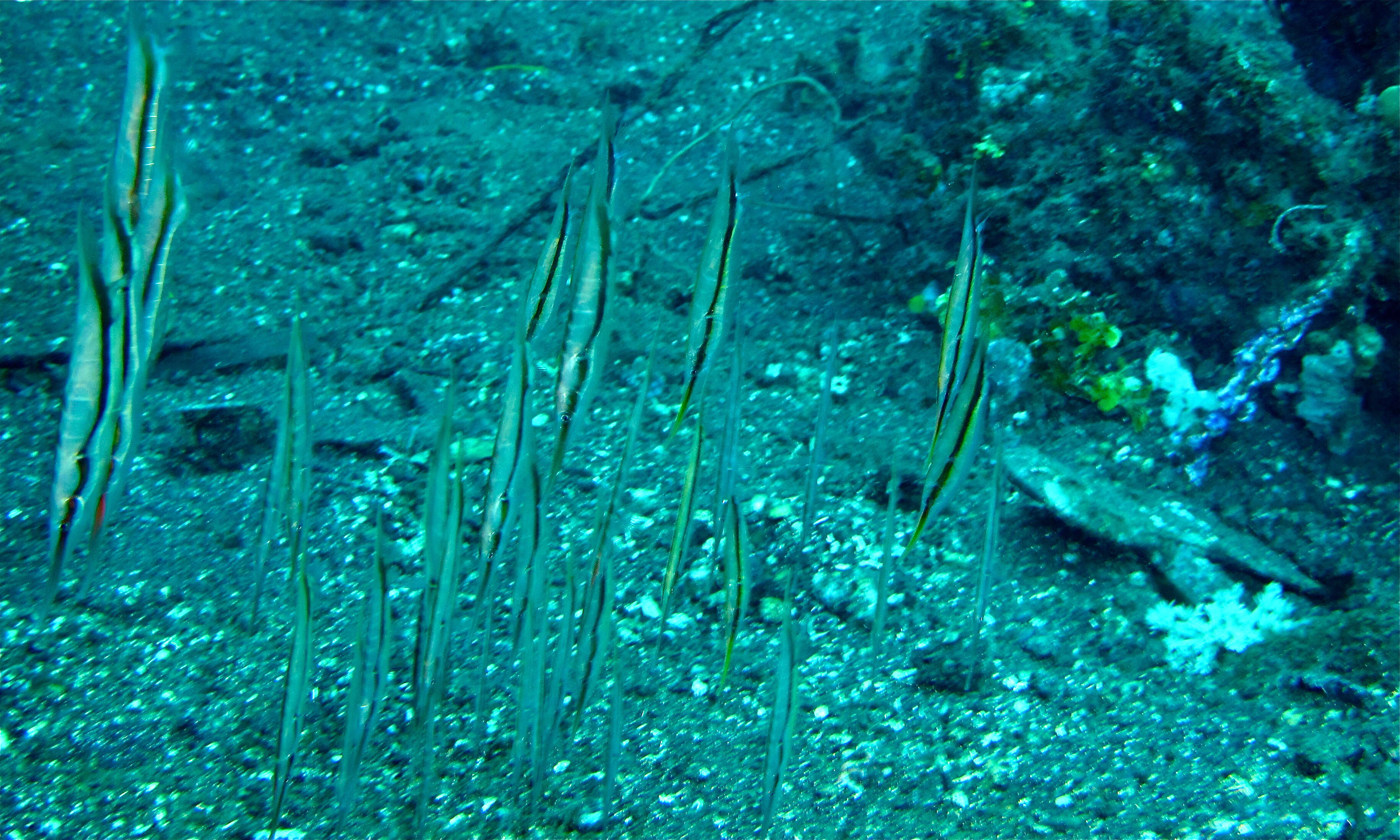 Image of Hinged shrimpfish