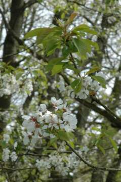 Imagem de Prunus avium (L.) L.