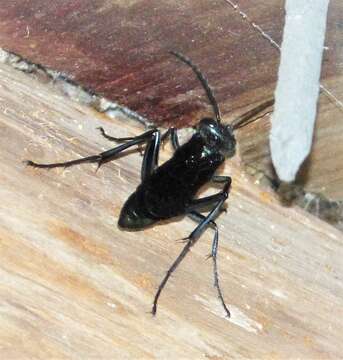 Image of Blue Mud Wasps