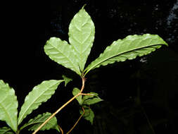 Sivun Terminalia costaricensis (Stace) Gere & Boatwr. kuva