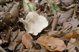 Image of Clitocybe phaeophthalma (Pers.) Kuyper 1981