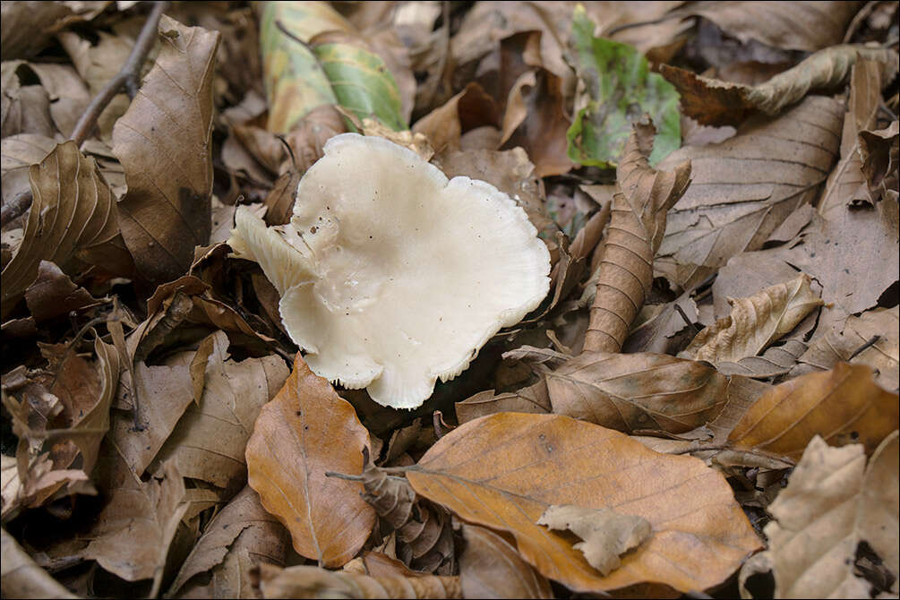 Image of Clitocybe