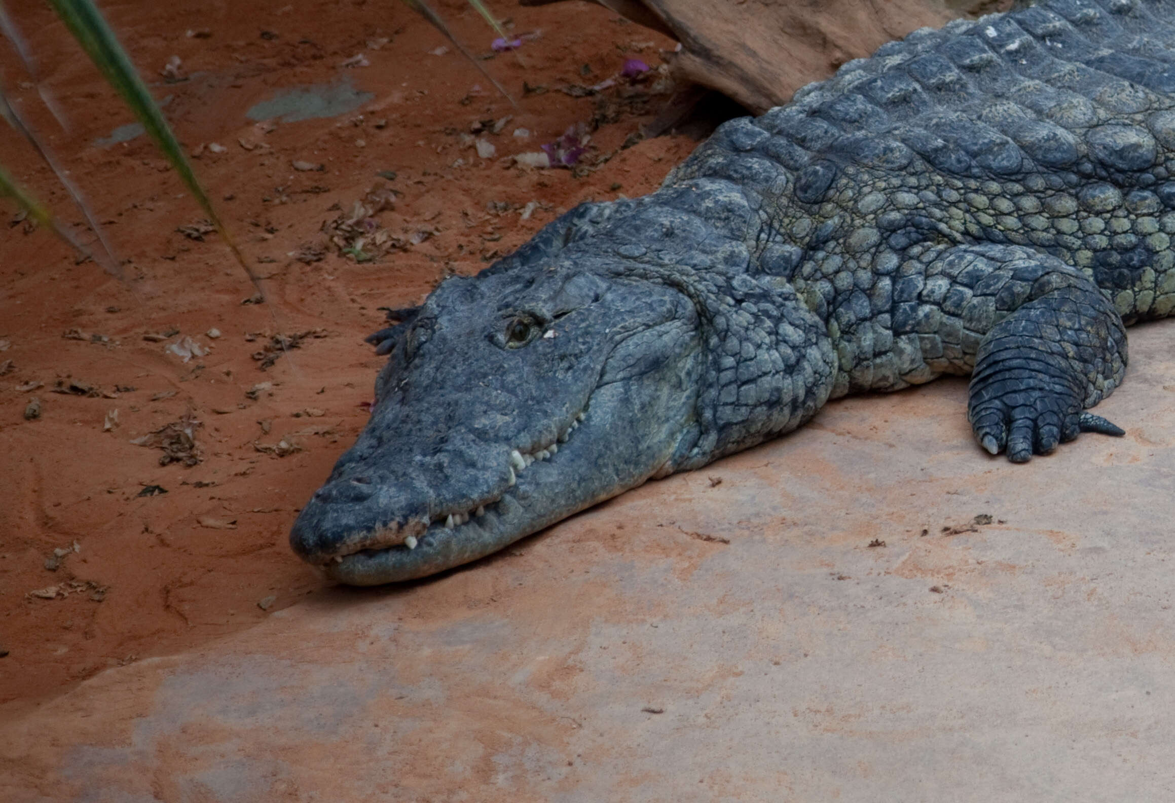 Image of crocodiles