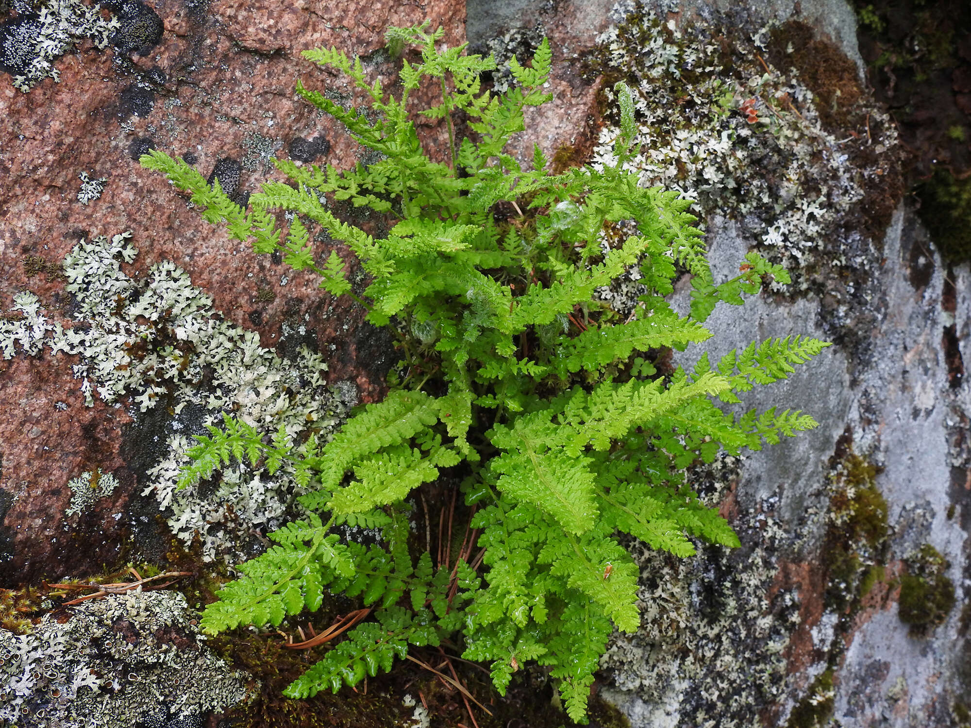 Image of Lady ferns and brittle ferns