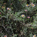 Image of common sandaster