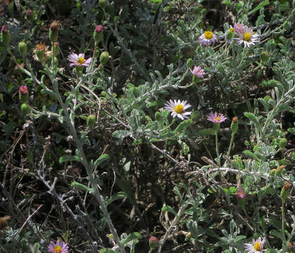 Image of common sandaster