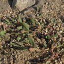 Image of Oval-leaf knotweed