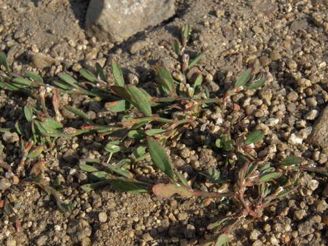 Image of oval-leaf knotweed