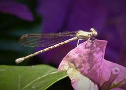 Image of Argia elongata Garrison & von Ellenrieder 2017