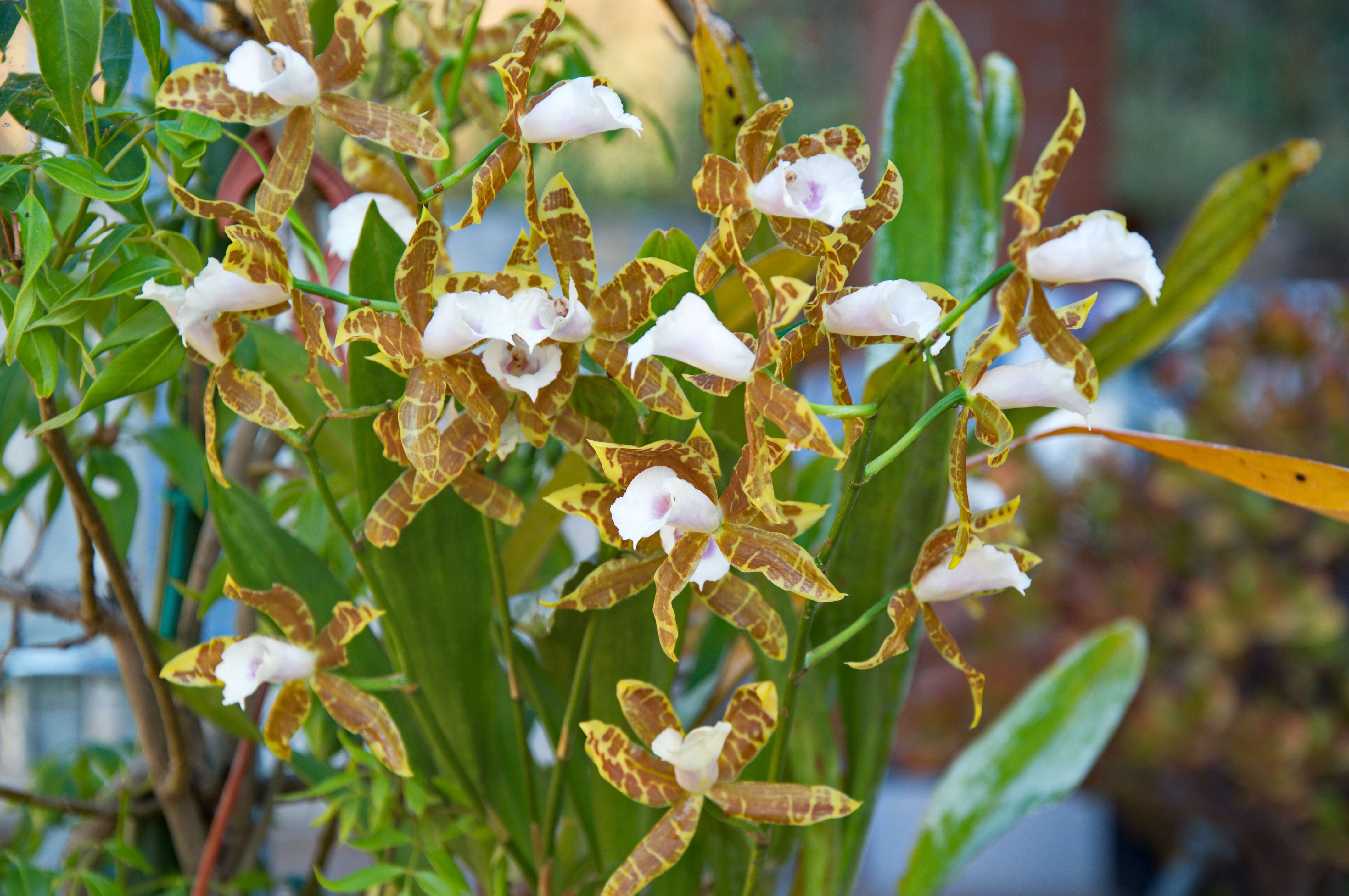 Image of Pansy orchids