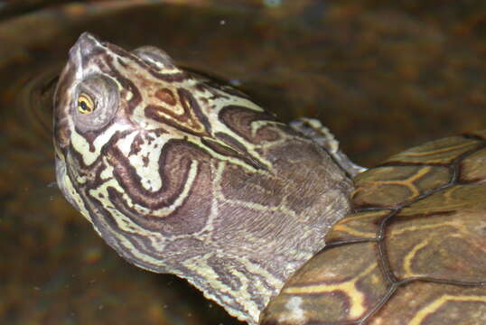 Image of Map Turtles