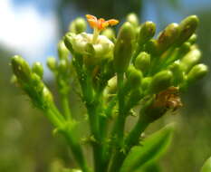 Image of Jatropha variifolia Pax