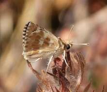 Image of Carline Skipper