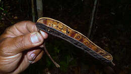 Image of Albizia pedicellaris (Dc.) L. Rico