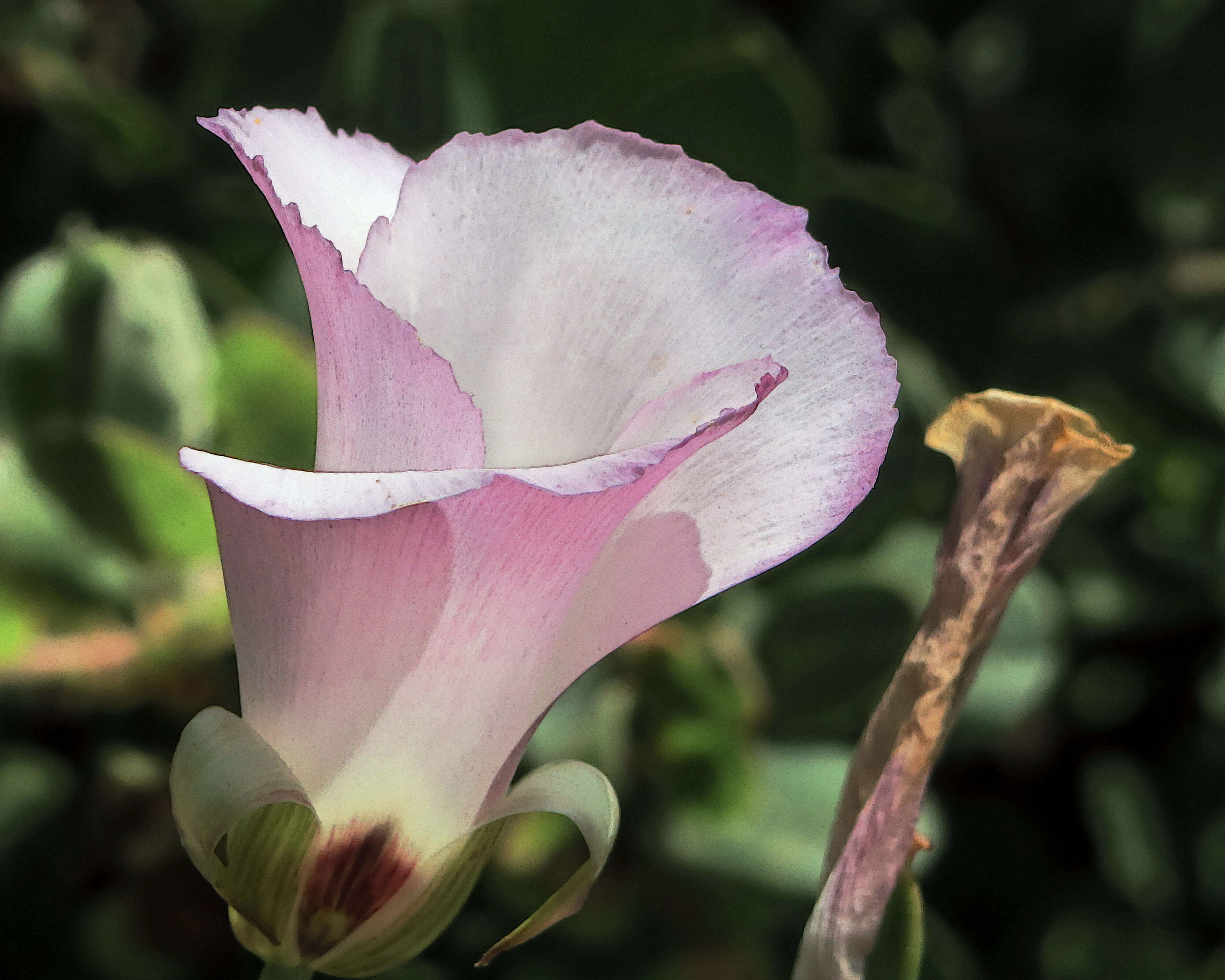 Image of mariposa lily