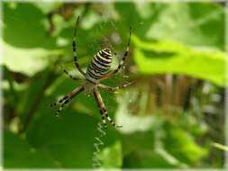 Image of Barbary Spider