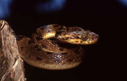 Image of cat-eyed snakes