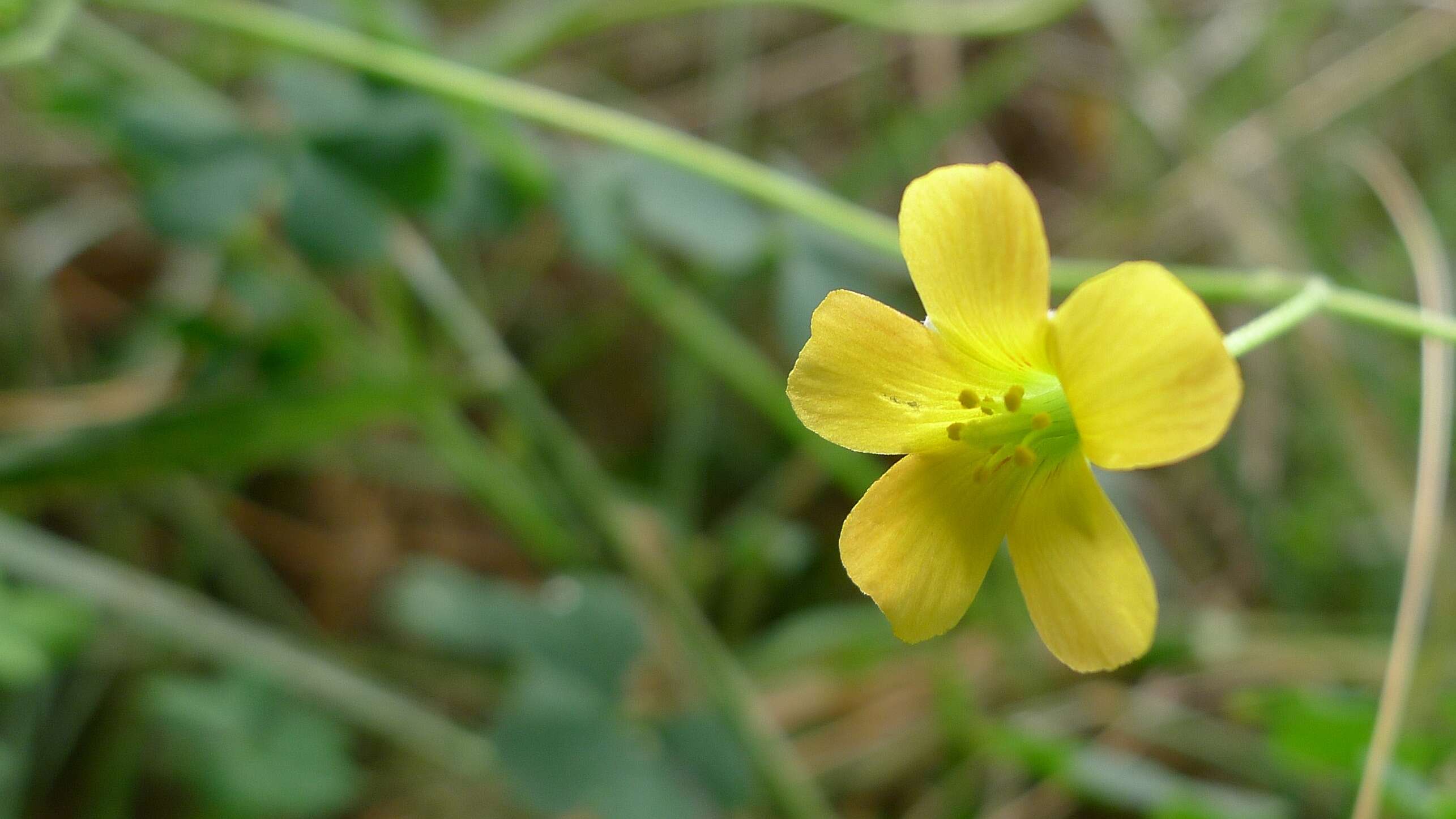 Oxalis perennans Haw.的圖片