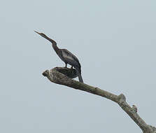 Plancia ëd Anhinga anhinga leucogaster (Vieillot 1816)