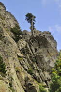 Image of Mountain Pine