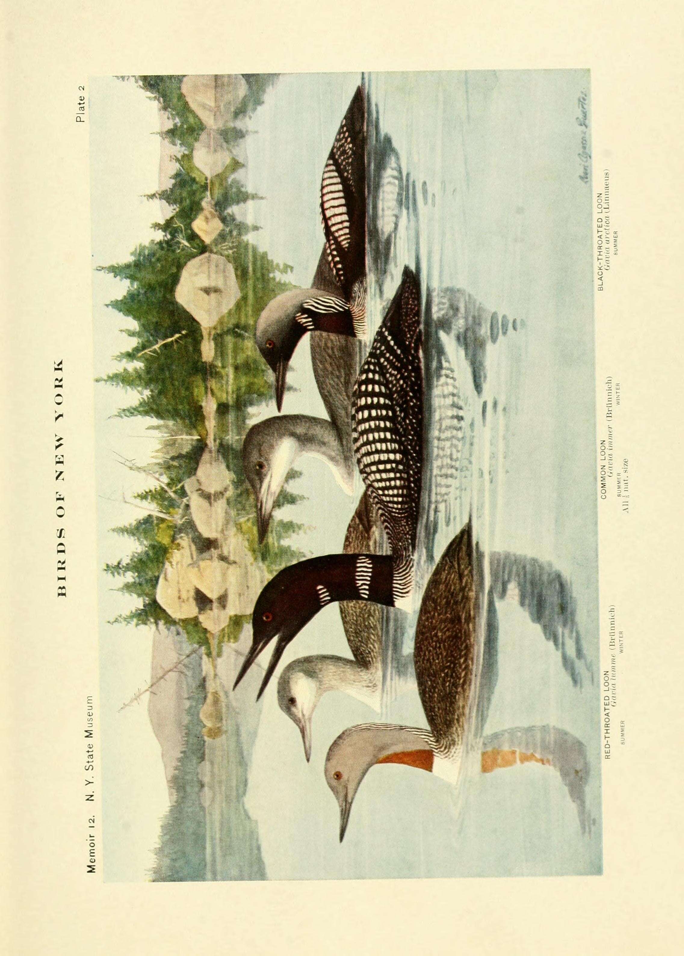 Image of loons