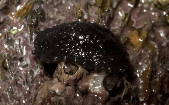 Image of celtic sea slug