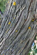 Image of Russian olive