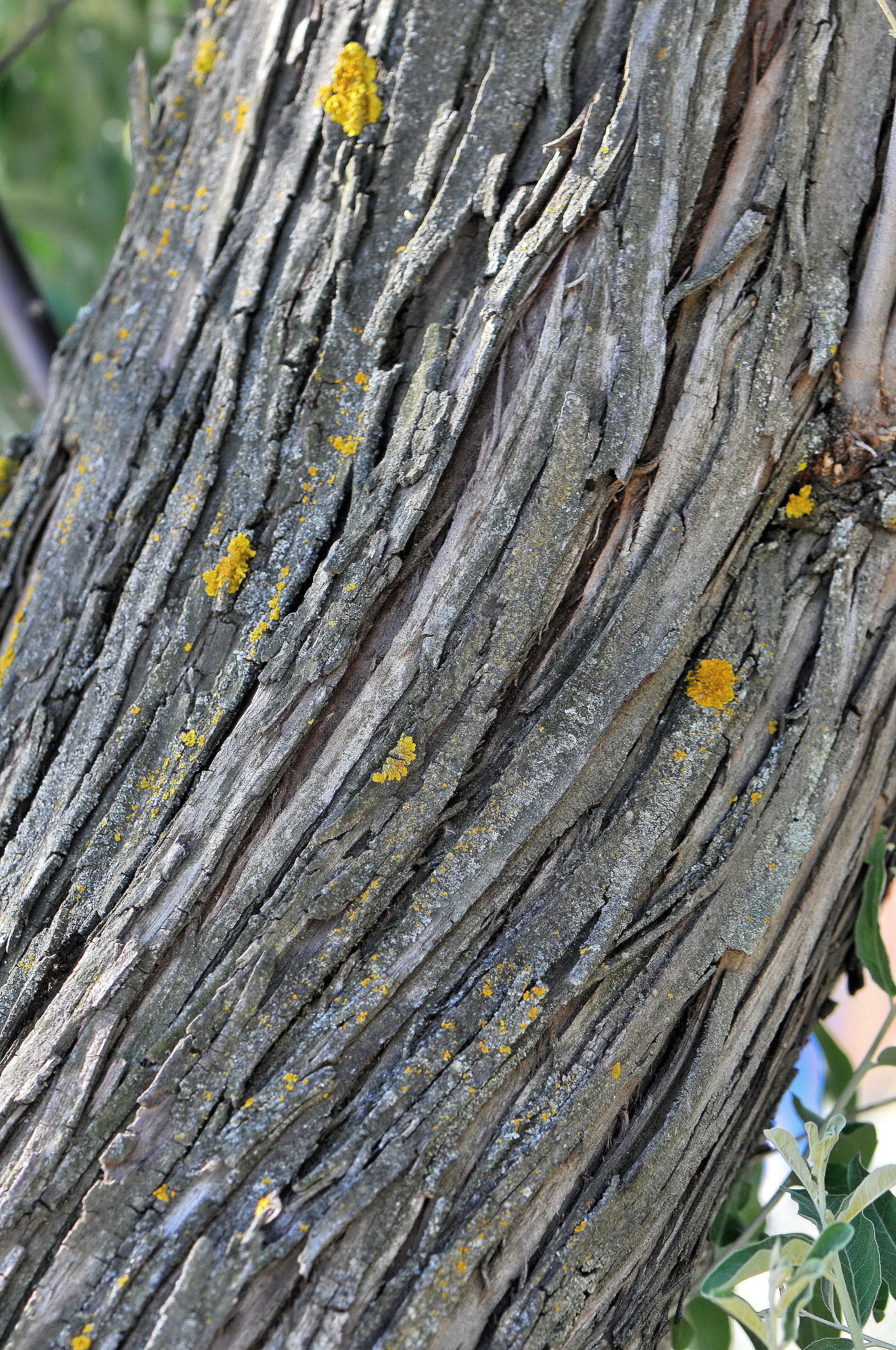 Image of Russian olive