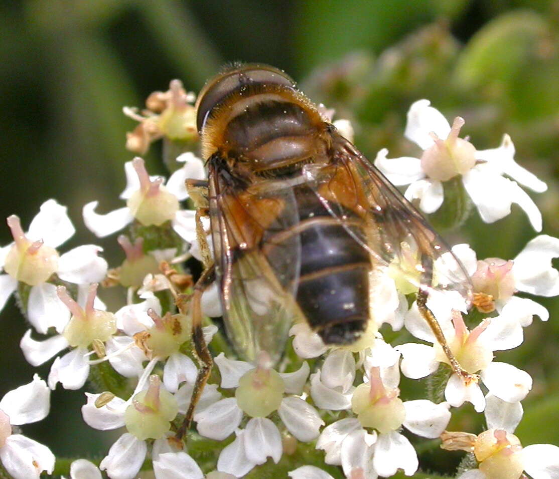 Слика од Eristalis pertinax (Scopoli 1763)