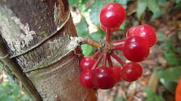 Imagem de Pseudoxandra bahiensis Maas