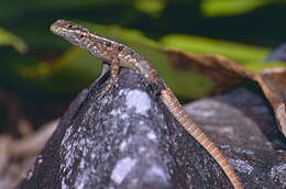Image of Madagascan iguanas