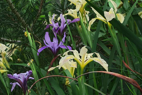 Image of Douglas iris