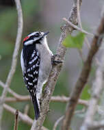 Image of Downy Woodpecker