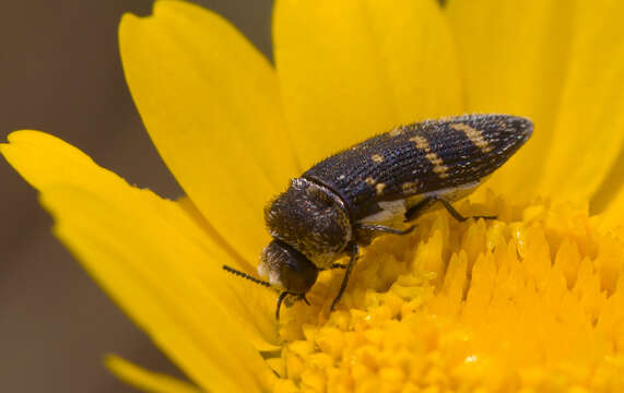 Image of Acmaeoderella flavofasciata (Piller & Mitterpacher 1783)