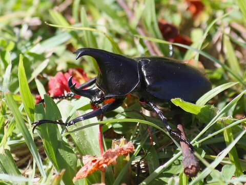 Image of Elephant Beetle