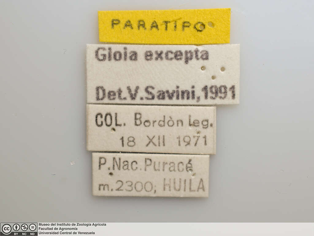 Image of <i>Gioia excepta</i>