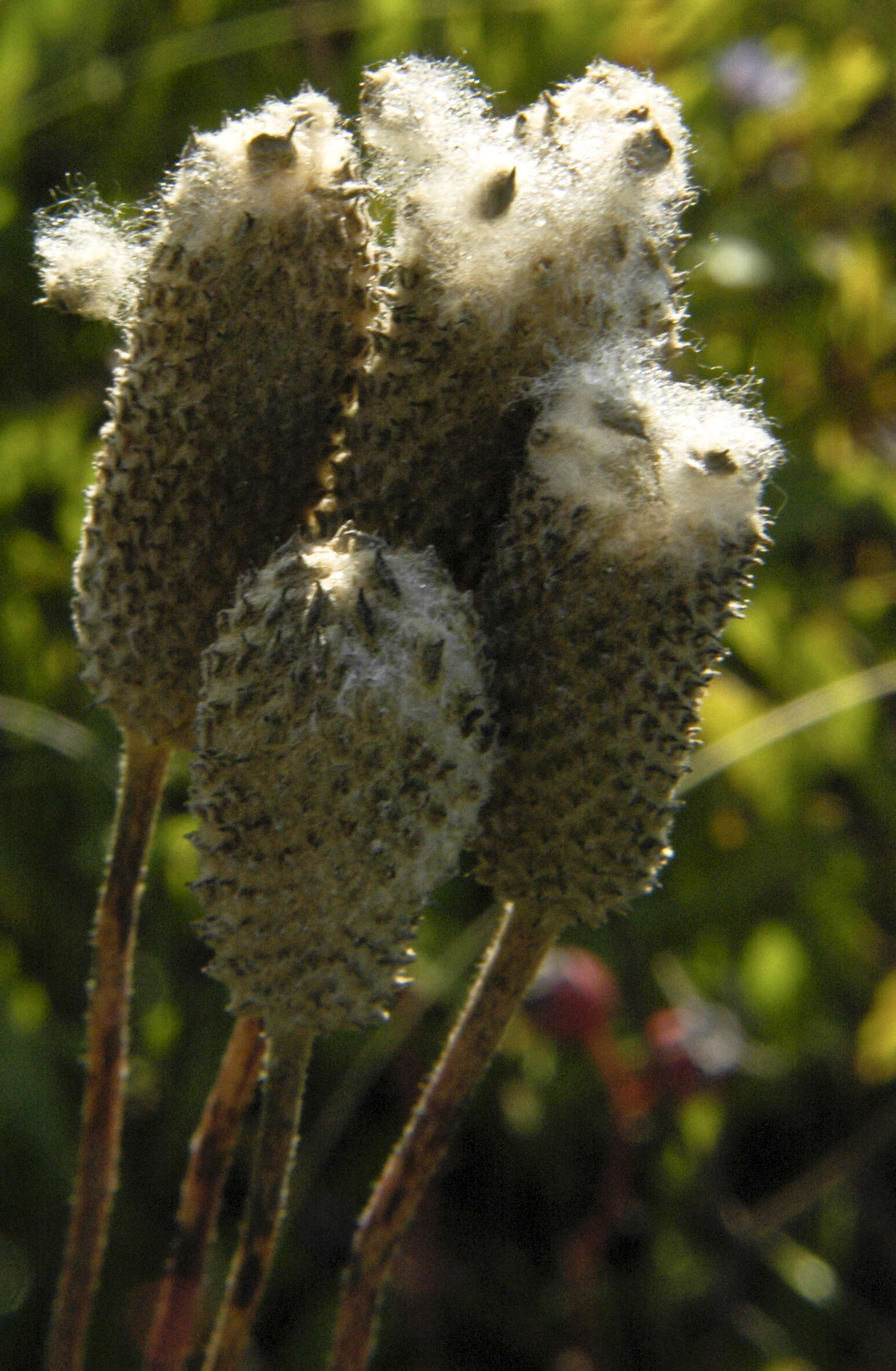 Image of candle anemone