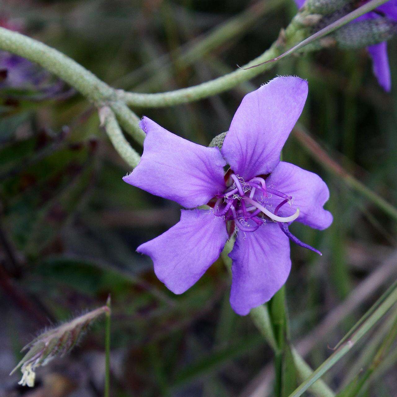 Pleroma aegopogon (Naud.) Triana resmi