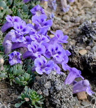 Image of Aptosimum procumbens (Lehm.) Burch. ex Steud.