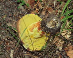 Image of butter bolete