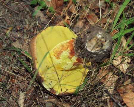 Image of Butyriboletus