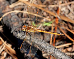 Image of Libellula Linnaeus 1758