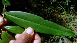 Image of Erythroxylum nobile O. E. Schulz