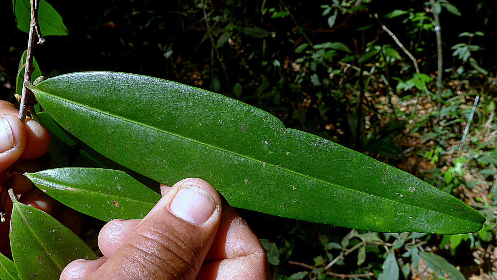 Image of Erythroxylum nobile O. E. Schulz